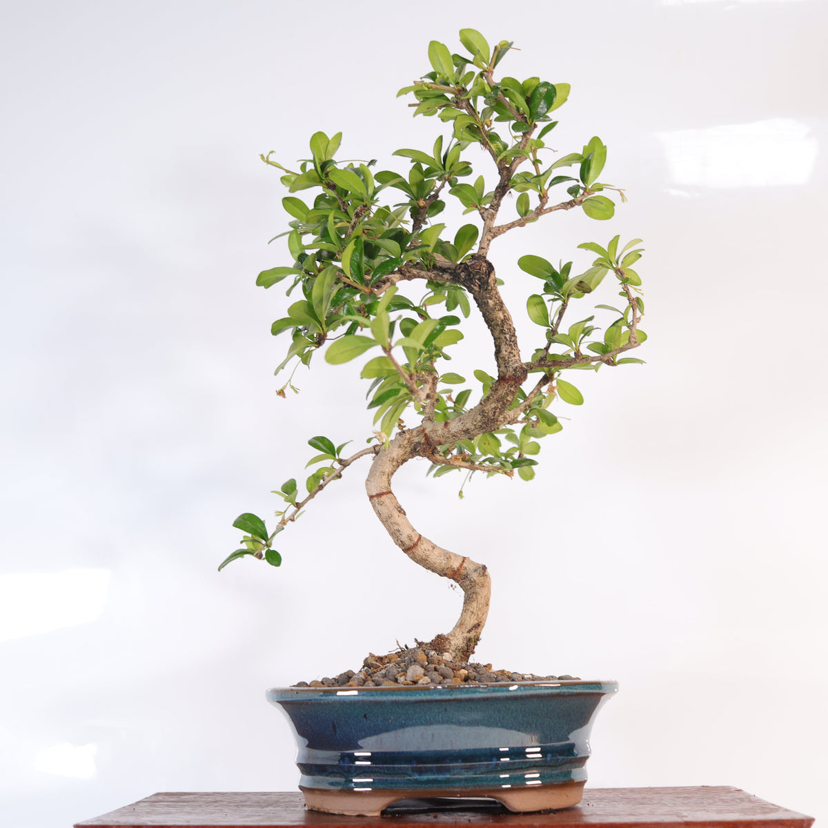 Fukien Tea Tree (Ehretia microphylla; syn. Carmona retusa) Bonsai Tree | Shaped | In 18cm Pot | Wonderful Gift
