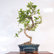 Fukien Tea Tree (Ehretia microphylla; syn. Carmona retusa) Bonsai Tree | Shaped | In 18cm Pot | Wonderful Gift