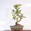 Fukien Tea Tree (Ehretia microphylla; syn. Carmona retusa) Bonsai Tree | Shaped | In 18cm Pot | Wonderful Gift