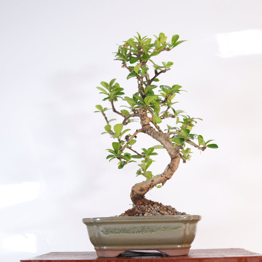 Fukien Tea Tree (Ehretia microphylla; syn. Carmona retusa) Bonsai Tree | Shaped | In 18cm Pot | Wonderful Gift