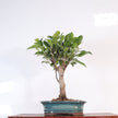 Ficus microcarpa (Banyan Fig) Indoor Bonsai Tree | Broom | In 16cm Pot | Excellent Gift