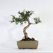 Chinese Elm (Ulmus parvifolia) Bonsai Tree | Shaped | In 16cm Pot | Great Gift