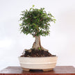 Chinese Elm (Ulmus parvifolia) Bonsai Tree | Broom | In 18cm Pot | Great Gift
