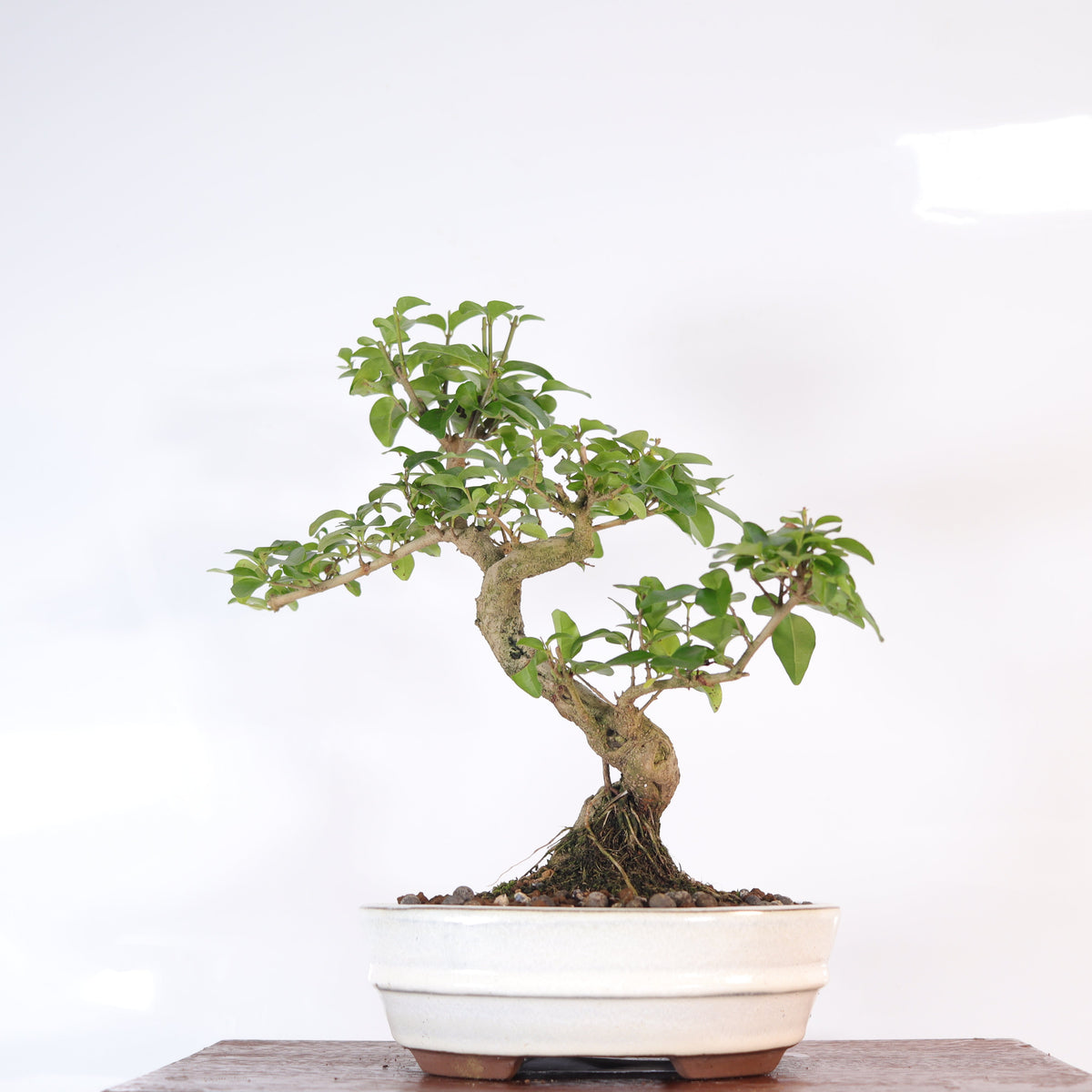 Chinese Privet (Ligustrum sinense) Bonsai Tree | Shaped | In 20cm Pot | Superb Gift