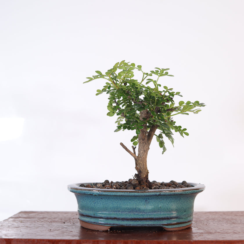 Chinese Pepper (Zanthoxylum sp.) Bonsai Tree | Broom | In 16cm Pot | Excellent Gift