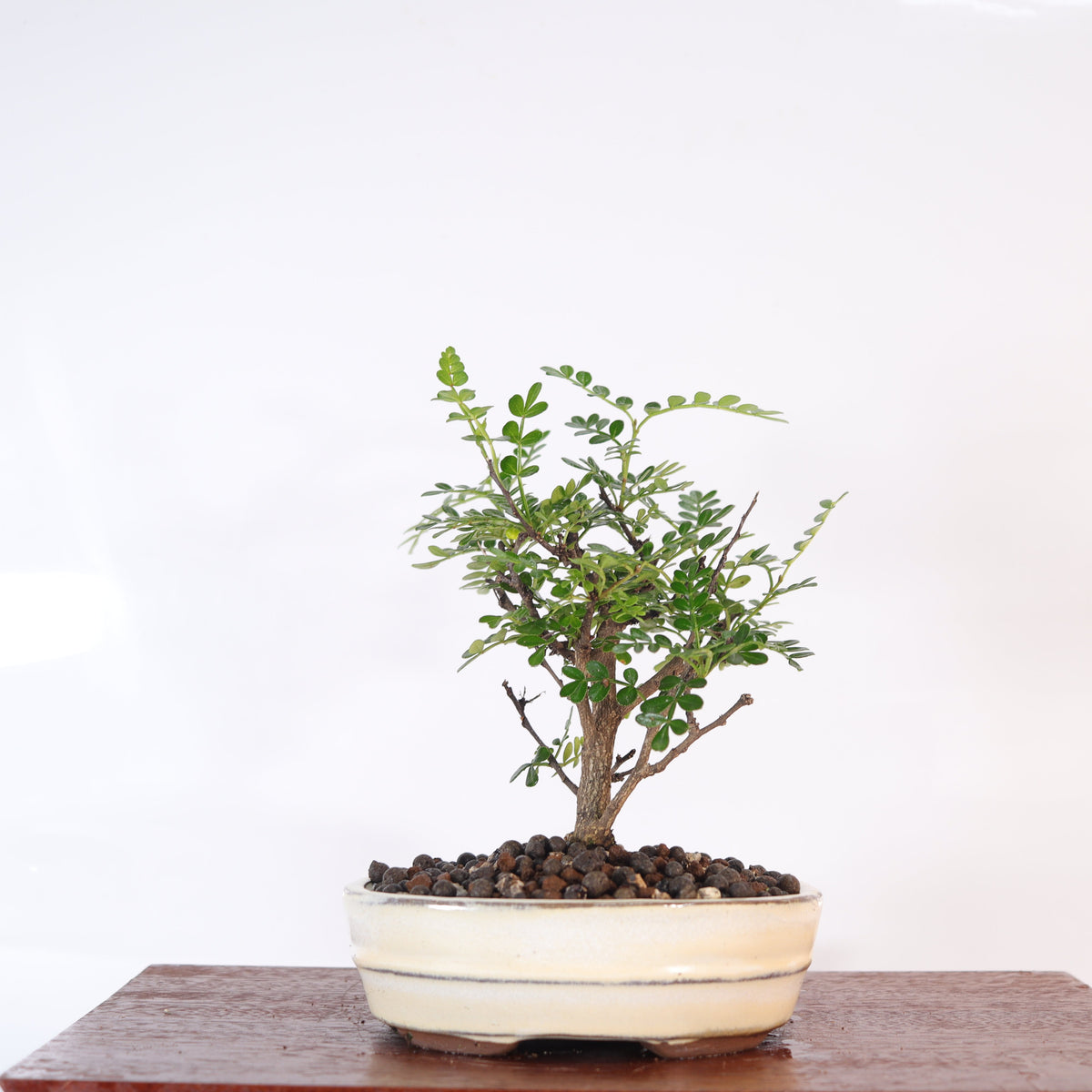 Chinese Pepper (Zanthoxylum sp.) Bonsai Tree | Broom | In 16cm Pot | Excellent Gift