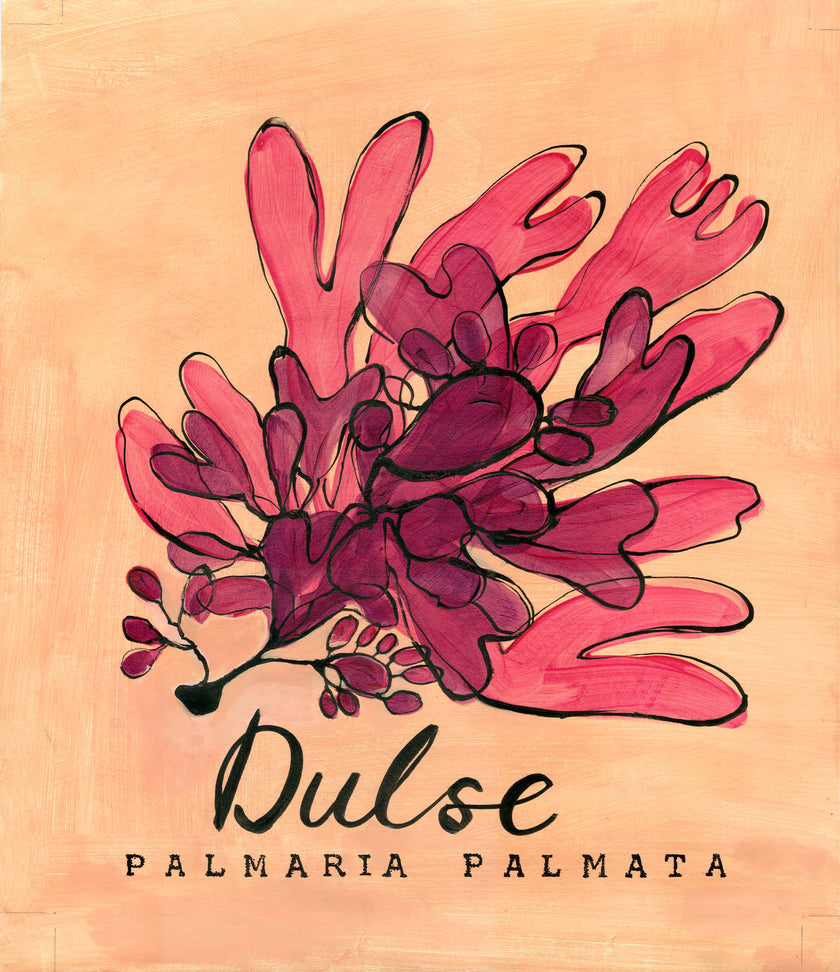 Dulse Seaweed  - Cornish Sea Life Series - Giclée Print