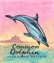 Common Dolphin - Cornish Sea Life series - Giclée Print