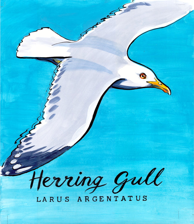 Herring Gull  - Cornish Sea life series-Giclée Print