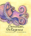 Common Octopus - Cornish Sea Life Series -  Giclée Print