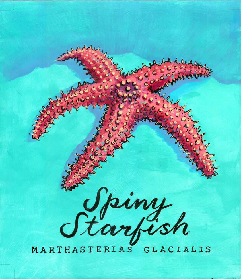 Spiny Starfish - Cornish Sea Life Series - Giclée Print