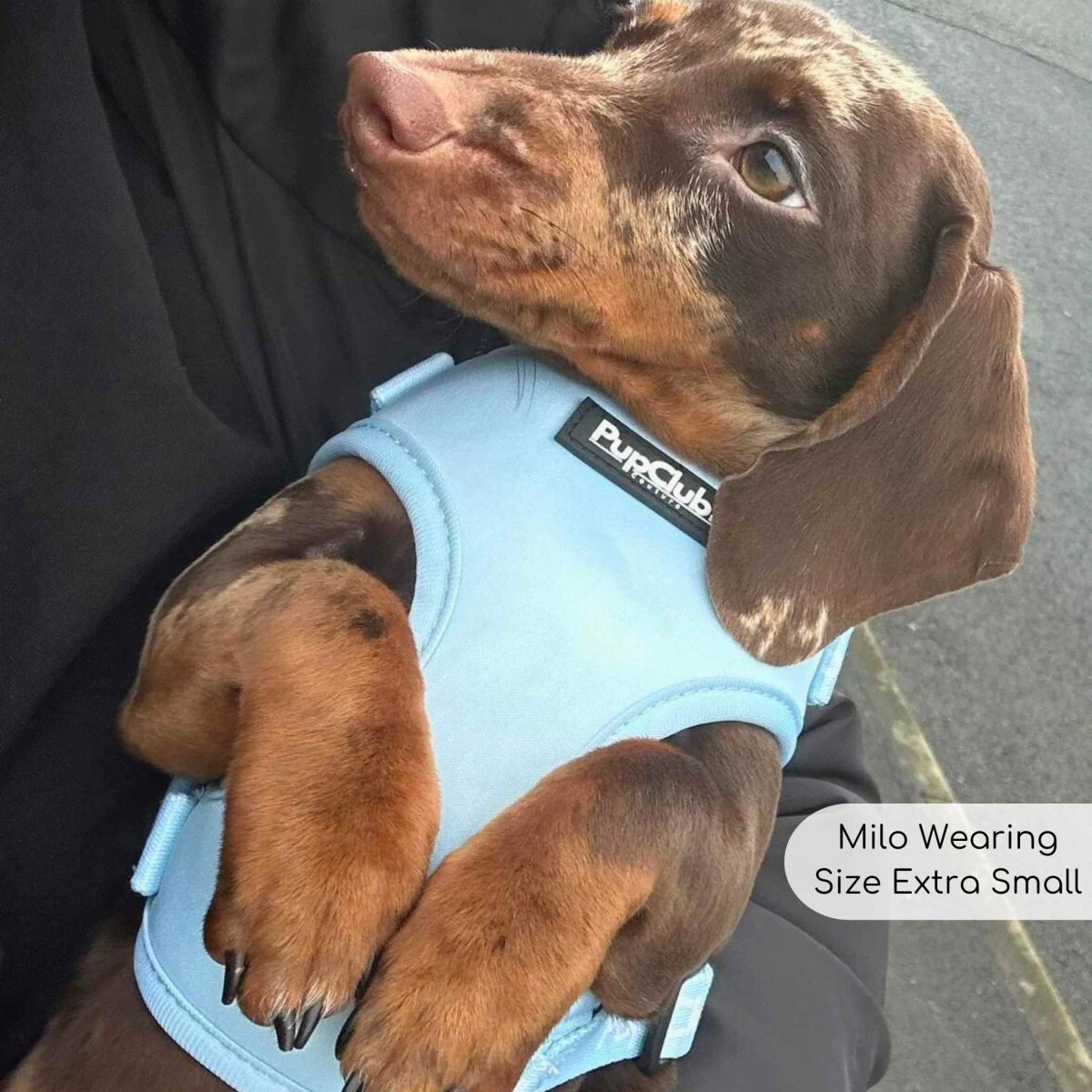 Adjustable Harness - Pastel Blue