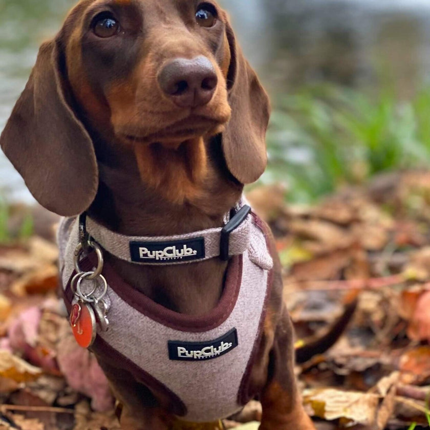 Collar - Tweed Brown