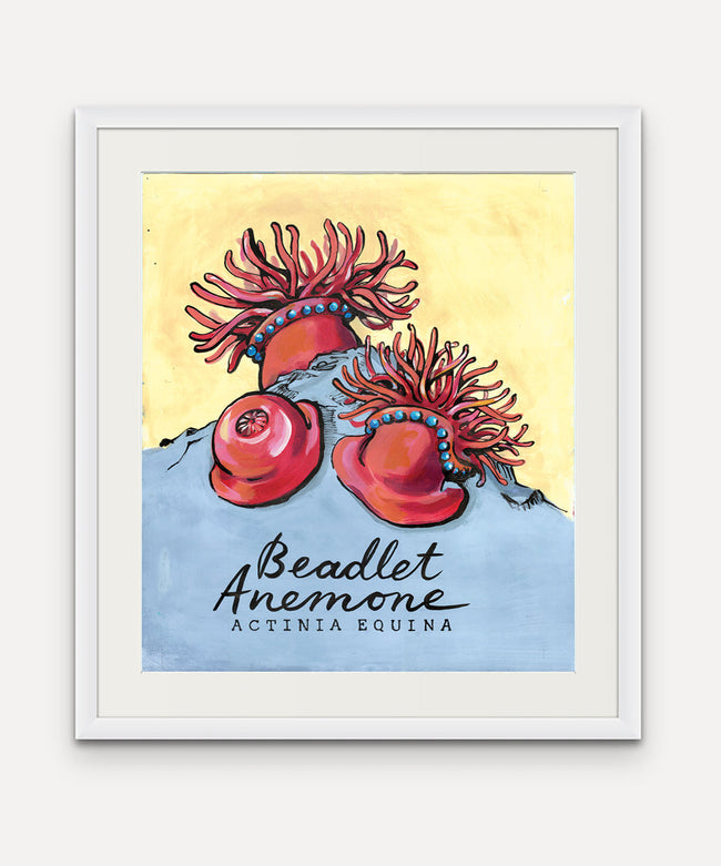 Beadlet Anenome  - Cornish Sea LIfe Series - Giclée Print