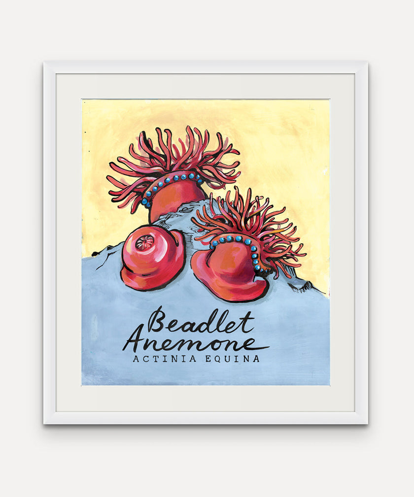 Beadlet Anenome  - Cornish Sea LIfe Series - Giclée Print