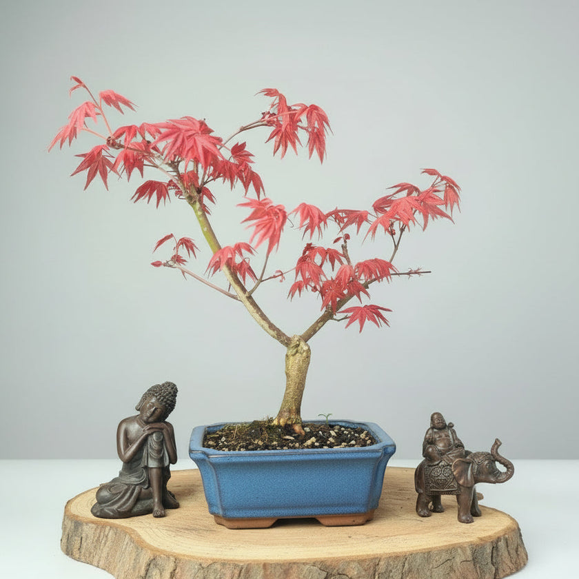 Japanese Maple (Acer palmatum 'Deshojo') Bonsai Tree | Informal Upright | In 15cm Pot