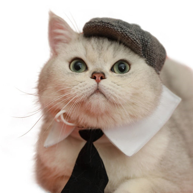 Haustier Katze Gentleman Baskenmütze Krawatte Foto Requisiten