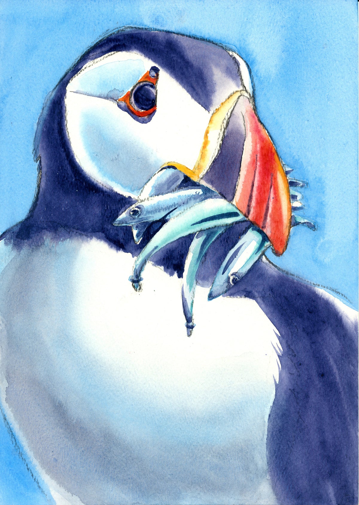 Lámina de frailecillo - Fauna marina de Cornualles - Impresión giclée montada