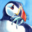Lámina de frailecillo - Fauna marina de Cornualles - Impresión giclée montada