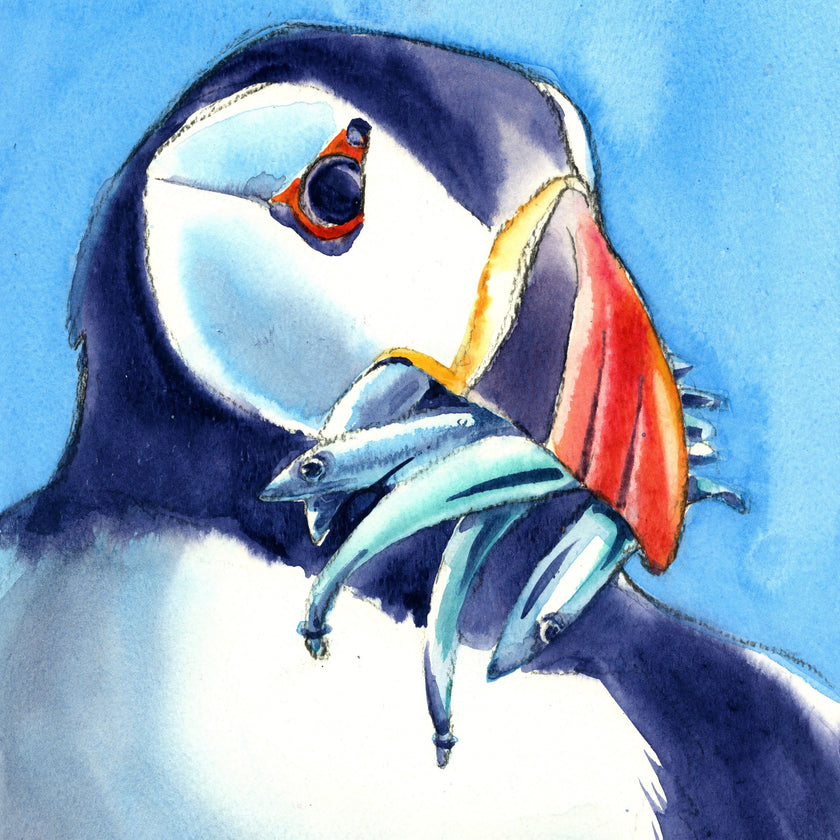 Lámina de frailecillo - Fauna marina de Cornualles - Impresión giclée montada