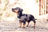 Black Leather Dog Collar