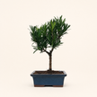 Buddhist Pine (Podocarpus Micro) Bonsai Tree | Broom | In 15cm Pot