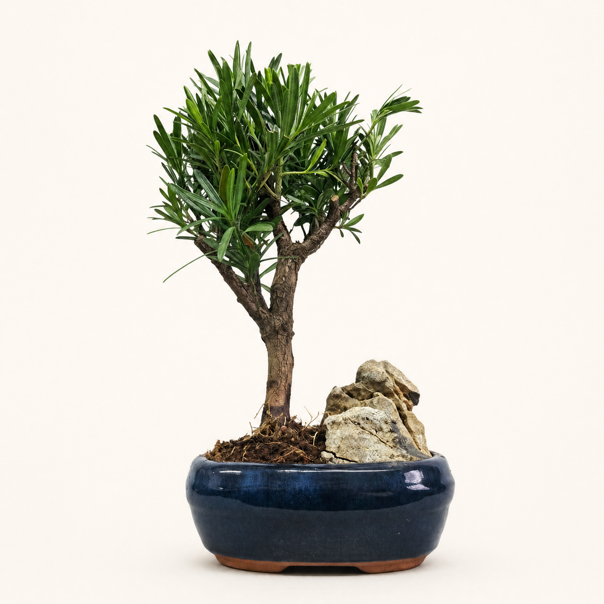 Buddhist Pine (Podocarpus sp.) Bonsai Tree | Broom | In 16cm Pot With Rock