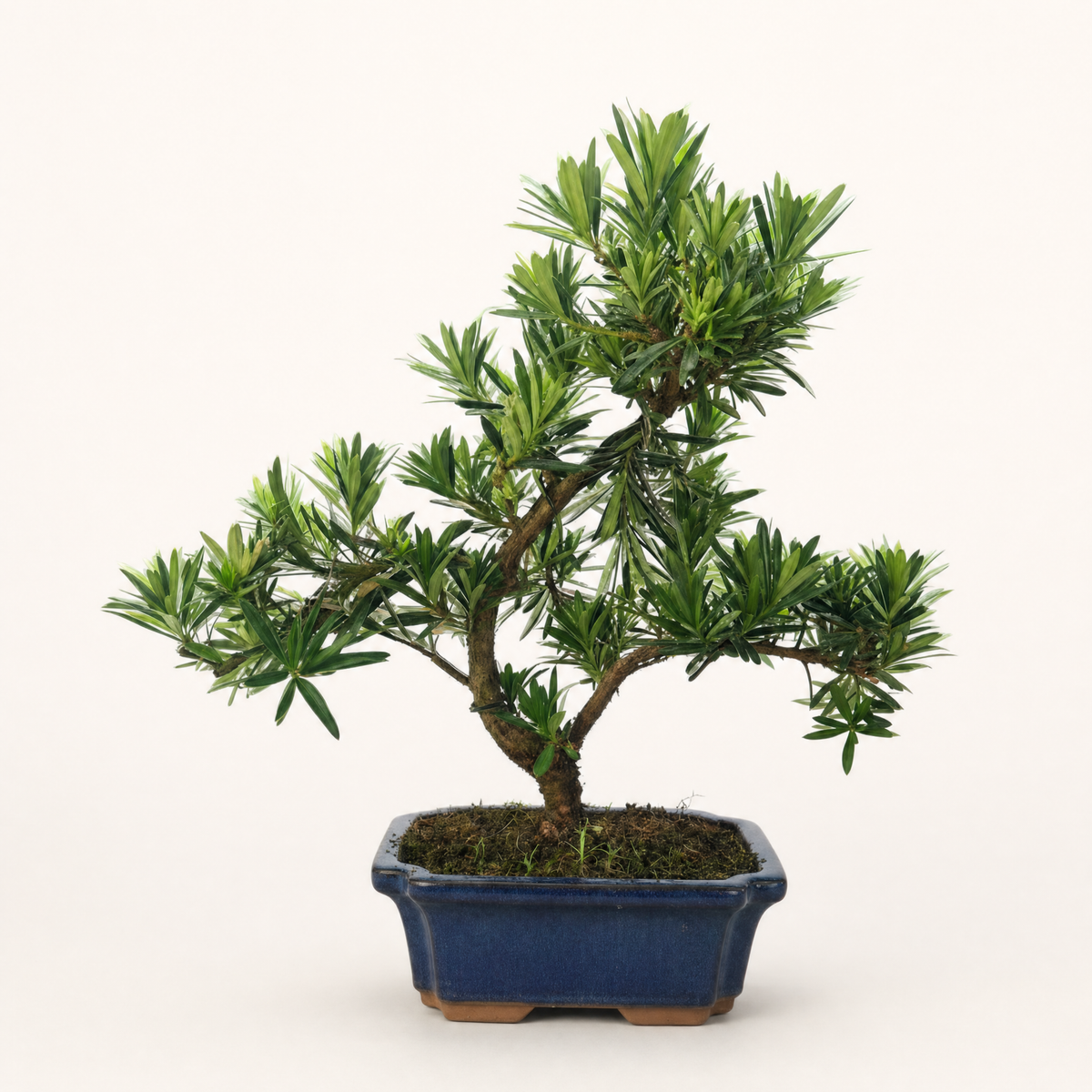 Buddhist Pine (Podocarpus sp.) Bonsai Tree | Shaped | In 20cm Pot