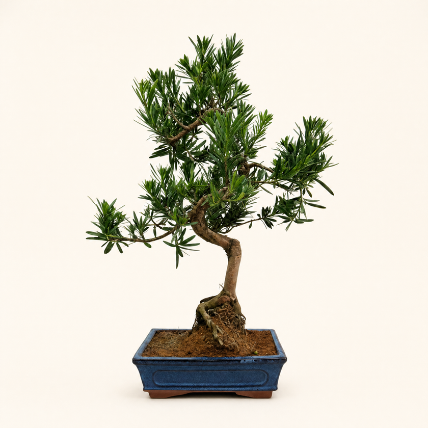 Buddhist Pine (Podocarpus sp.) Bonsai Tree | Shaped | In 25cm Pot