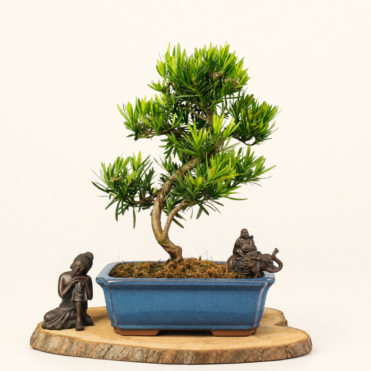 Buddhist Pine (Podocarpus sp.) Bonsai Tree | Shaped | In 30cm Pot