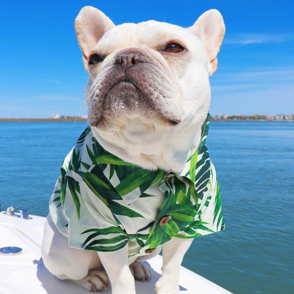 Hawaiian European And American Spring Style French Fighting Corgi Shiba Dog Shirt
