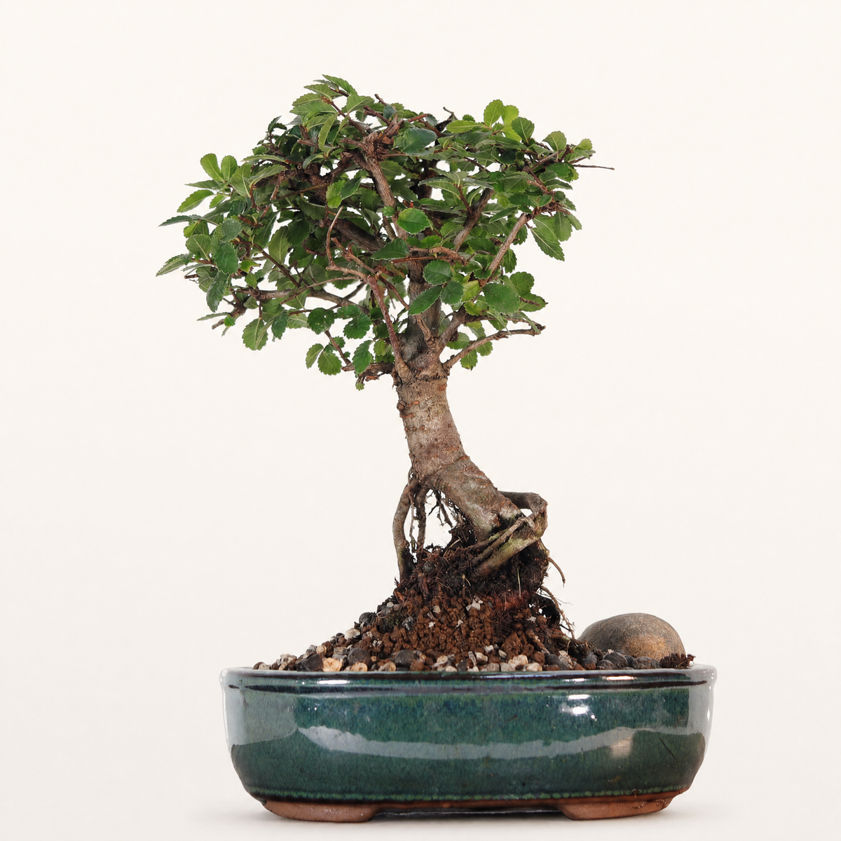 Chinese Elm (Ulmus parvifolia) Bonsai Tree | Broom | In 16cm Pot | Great Gift