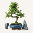 Chinese Elm (Ulmus parvifolia) Bonsai Tree | Shaped | In 15cm Pot