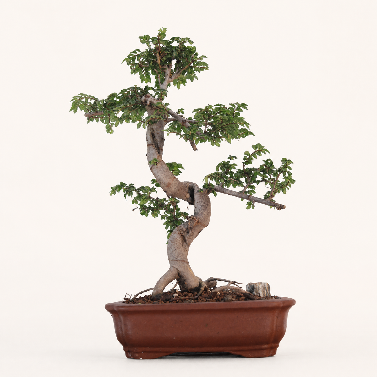 Chinese Elm (Ulmus parvifolia) Bonsai Tree | Shaped | In 20cm Unglazed Pot