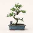 Chinese Elm (Ulmus parvifolia) Bonsai Tree | Shaped | In 30cm Pot