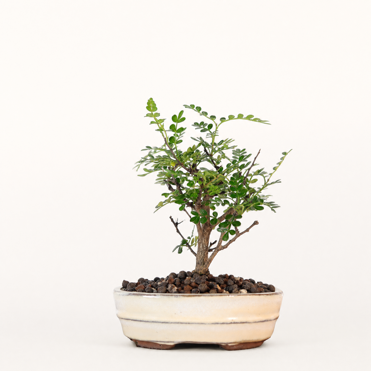 Chinese Pepper (Zanthoxylum sp.) Bonsai Tree | Broom | In 16cm Pot | Excellent Gift