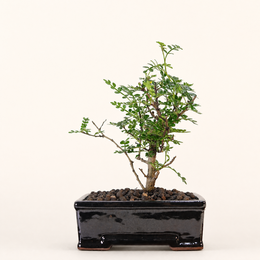 Chinese Pepper (Zanthoxylum sp.) Bonsai Tree | Broom | In 16cm Pot | Excellent Gift