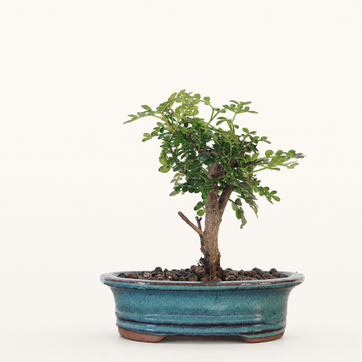 Chinese Pepper (Zanthoxylum sp.) Bonsai Tree | Broom | In 16cm Pot | Excellent Gift