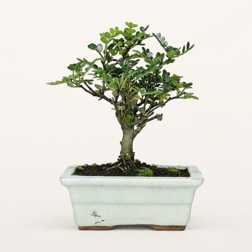 Chinese Pepper (Zanthoxylum sp.) Bonsai Tree | Broom | In 20cm Pot