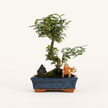 Chinese Pepper (Zanthoxylum sp.) Bonsai Tree | Shaped | In 25cm Pot