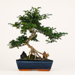 Chinese Pepper (Zanthoxylum sp.) Bonsai Tree | Shaped | In 30cm Pot