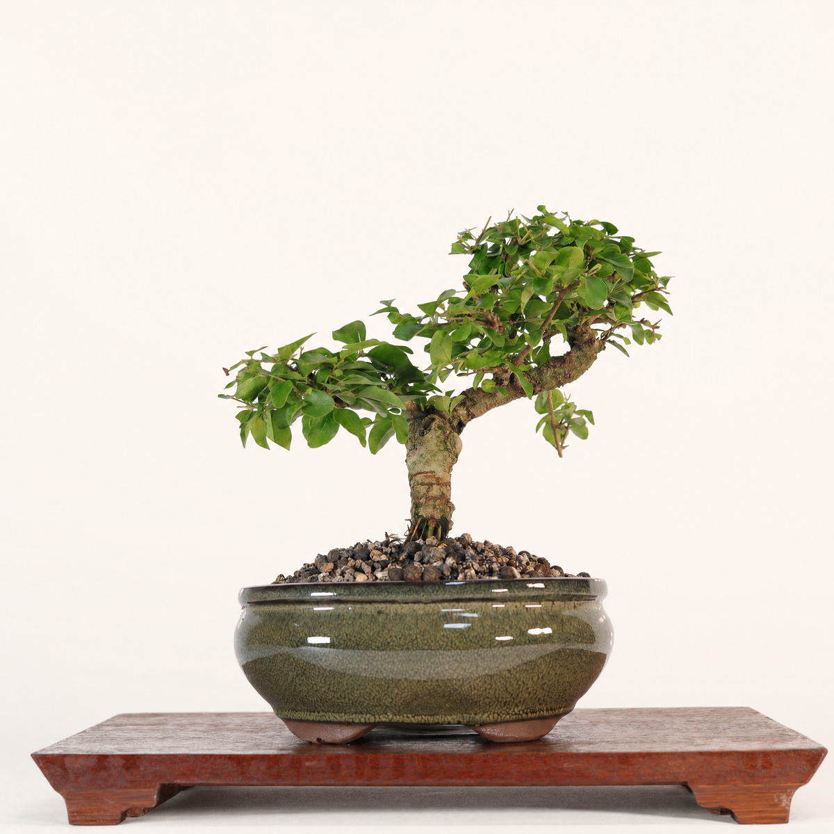 Chinese Privet (Ligustrum sinense) Bonsai Tree | Shaped | In 18cm Pot | Superb Gift