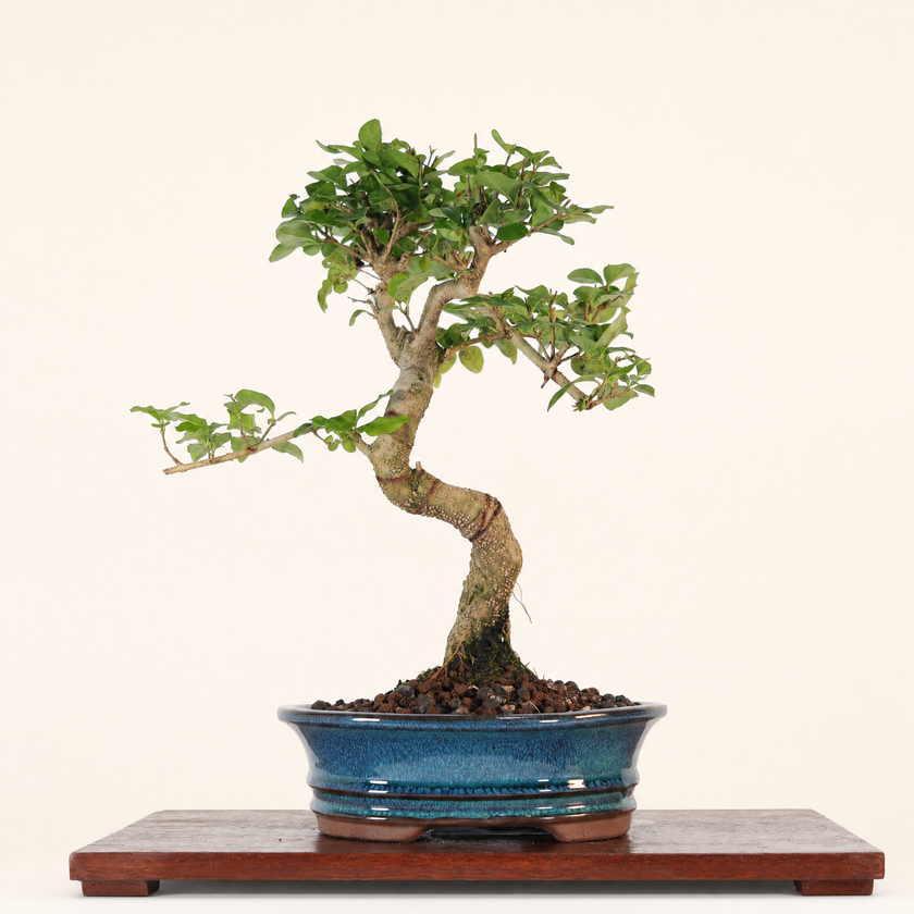 Chinese Privet (Ligustrum sinense) Bonsai Tree | Shaped | In 20cm Pot | Superb Gift