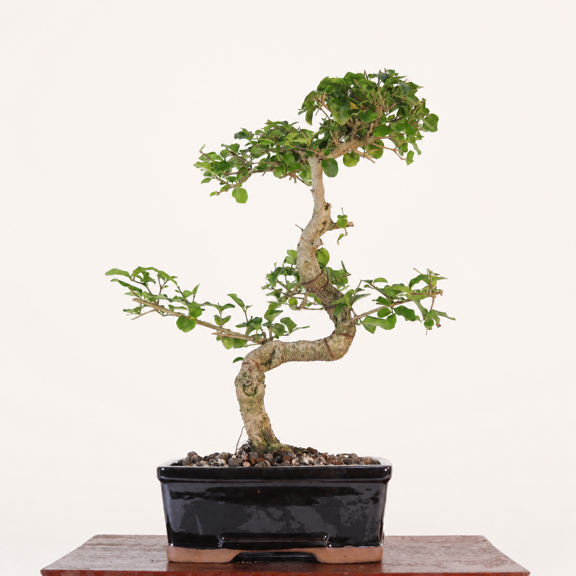 Chinese Privet (Ligustrum sinense) Bonsai Tree | Shaped | In 20cm Pot | Superb Gift
