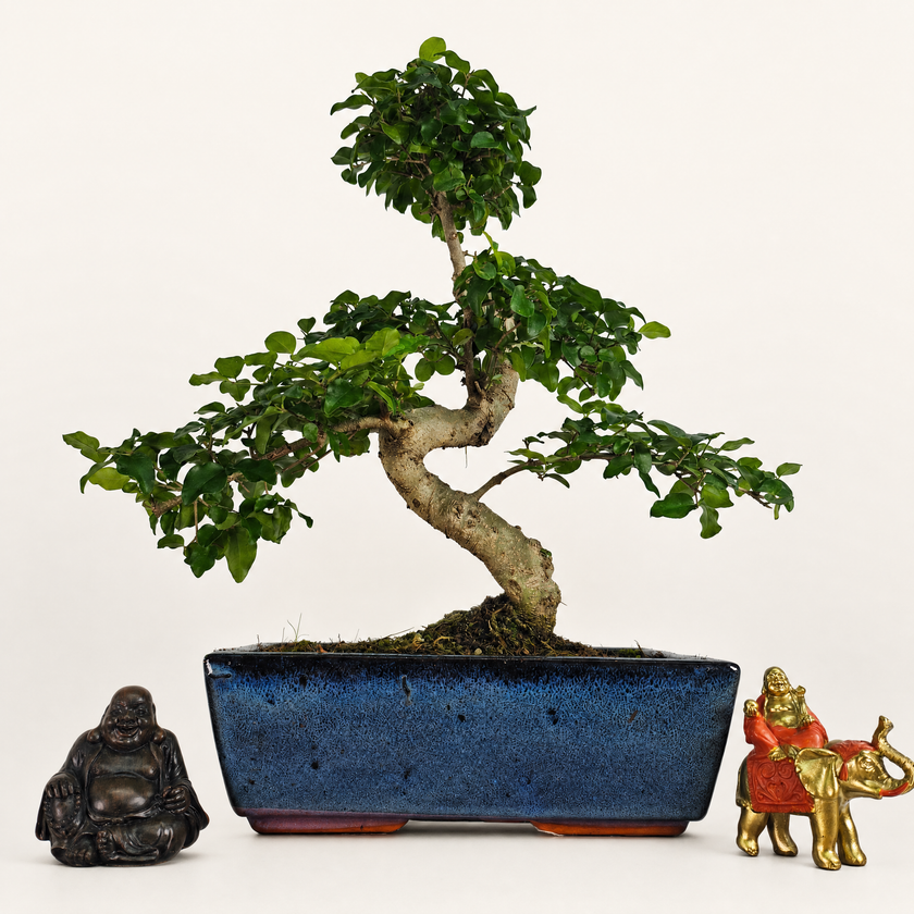Chinese Privet (Ligustrum sinense) Bonsai Tree | Shaped | In 25cm Pot