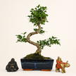 Chinese Privet (Ligustrum sinense) Bonsai Tree | Shaped | In 20cm Pot