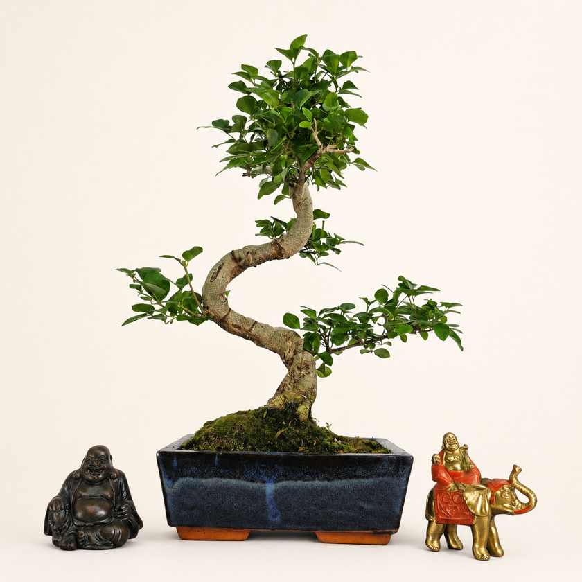 Chinese Privet (Ligustrum sinense) Bonsai Tree | Shaped | In 20cm Pot