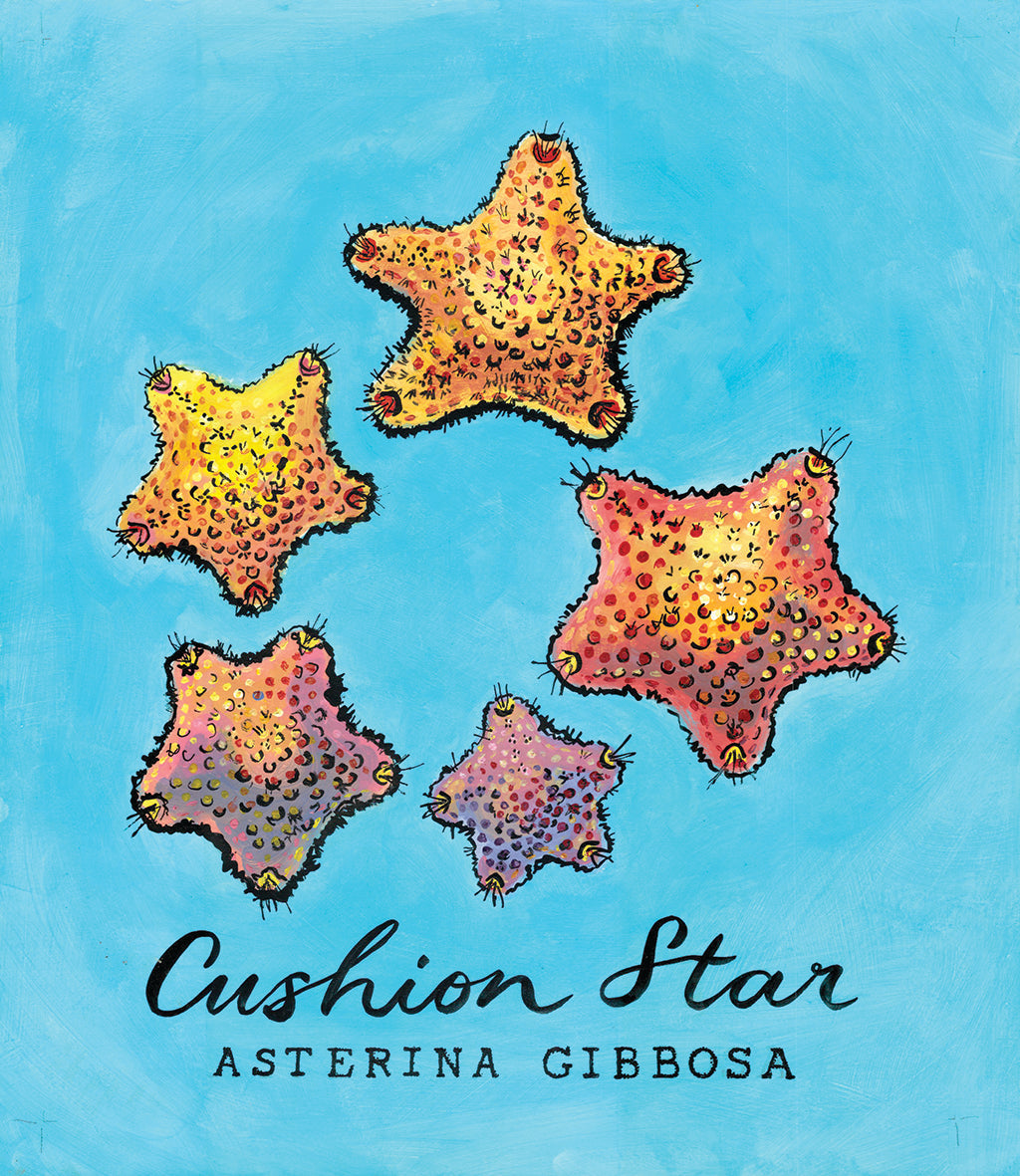 Cushion Star  - Cornish Sea Life Series - Giclée Print