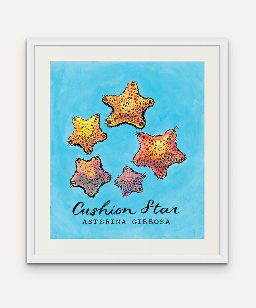 Cushion Star  - Cornish Sea Life Series - Giclée Print