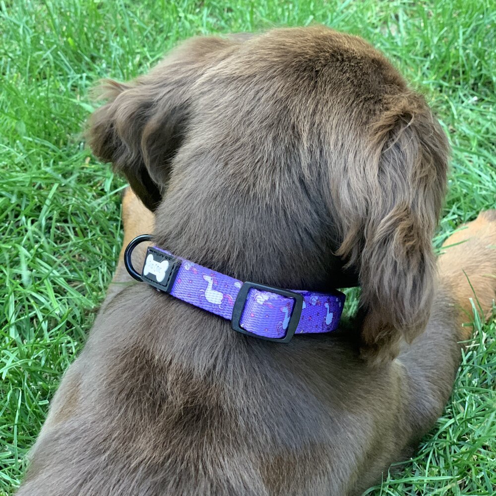 Daydreams and Unicorns Collar